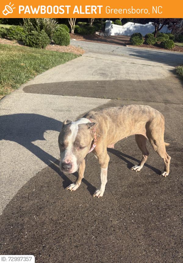 Found/Stray Female Dog last seen Waycross dr, Greensboro, NC 27410