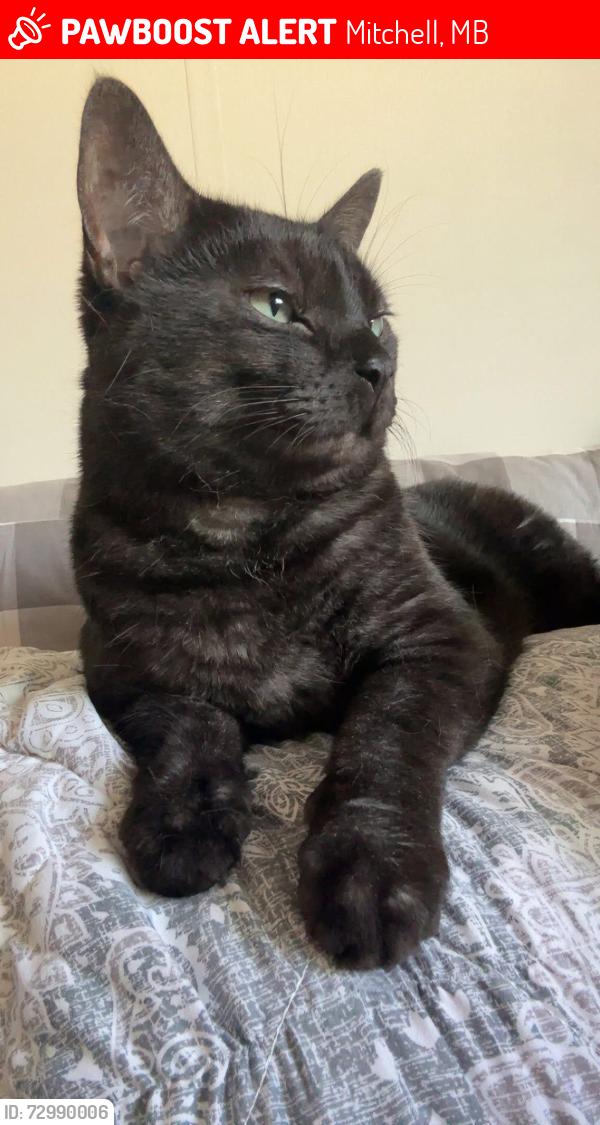 Lost Male Cat last seen Prairie Oaks dr and Centre Street, Mitchell, MB 