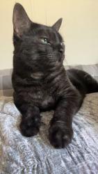 Lost Male Cat last seen Prairie Oaks dr and Centre Street, Mitchell, MB 