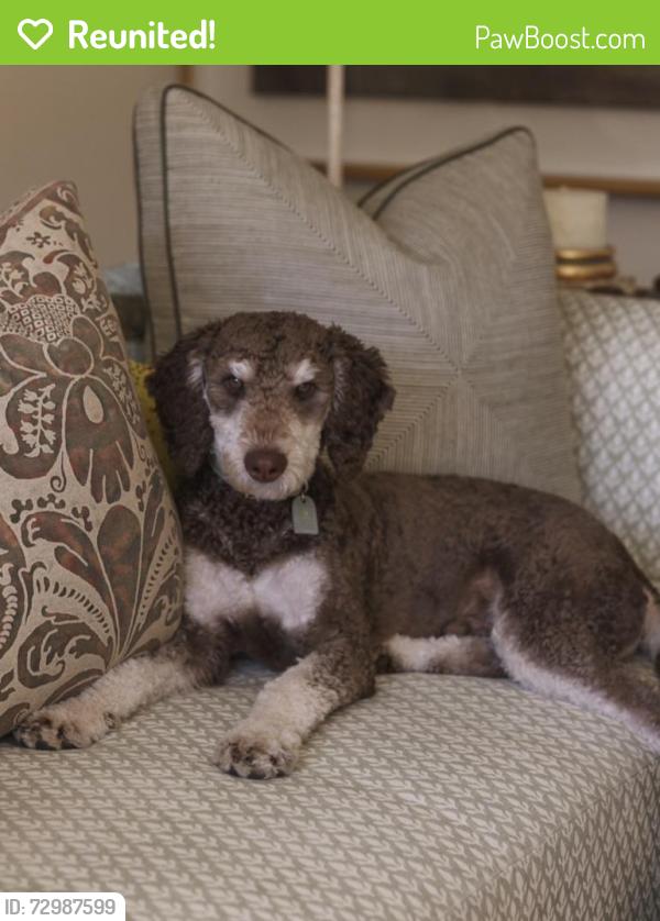 Reunited Male Dog last seen Sherwood drive and Roxbury road, Salt Lake City, UT 84108