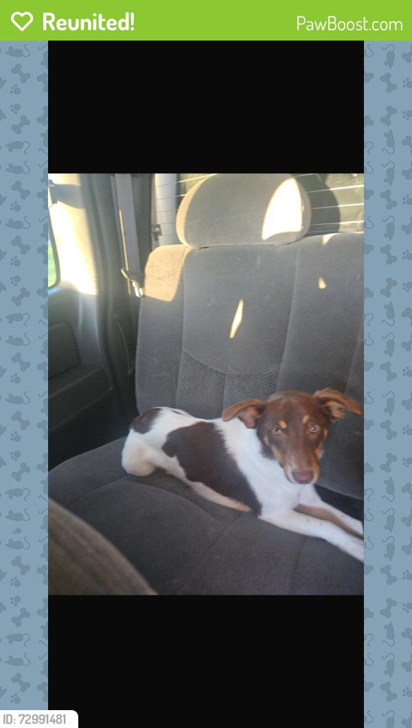 Reunited Male Dog last seen 45th and pinkney, Omaha, NE 68104