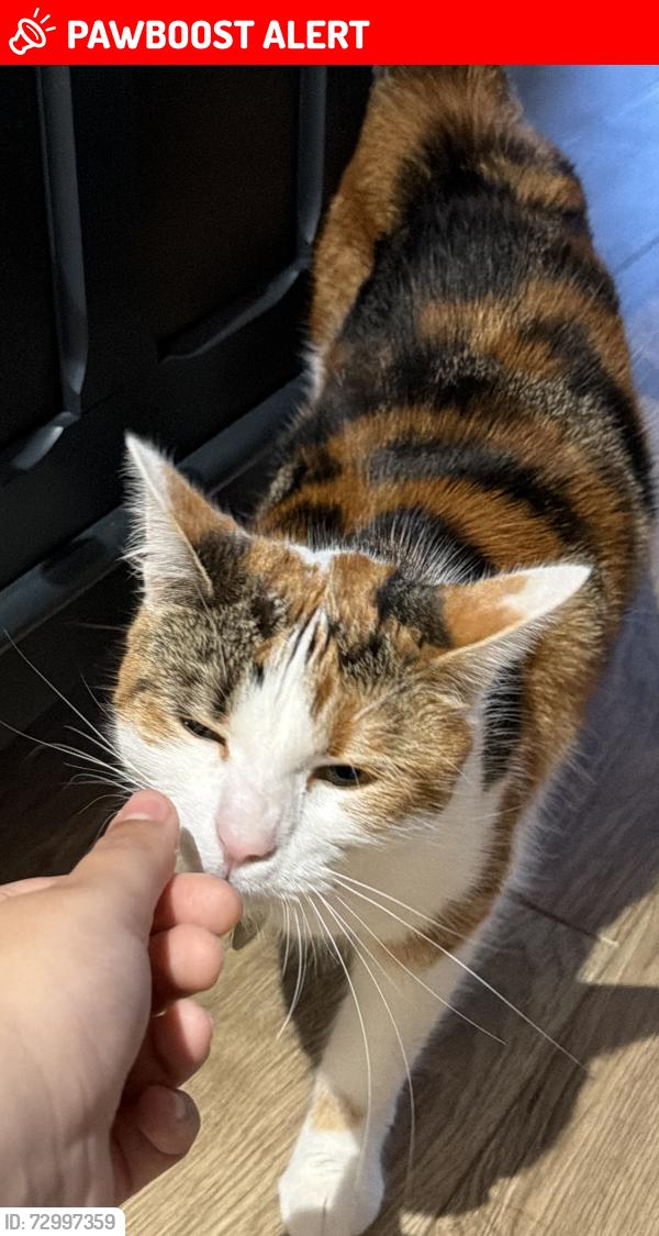 Lost Female Cat last seen Fullwell avenue, clayhall, , Greater London, England 