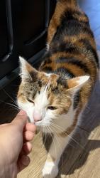Lost Female Cat last seen Fullwell avenue, clayhall, , Greater London, England 
