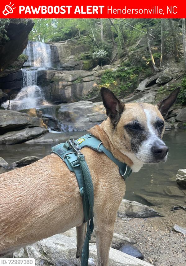 Lost Female Dog last seen Erkwood drive near flt rock by the round a bout , Hendersonville, NC 28739