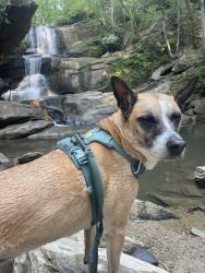 Lost Female Dog last seen Erkwood drive near flt rock by the round a bout , Hendersonville, NC 28739