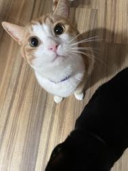 Lost Male Cat last seen In the hse., Montevallo, AL 35115