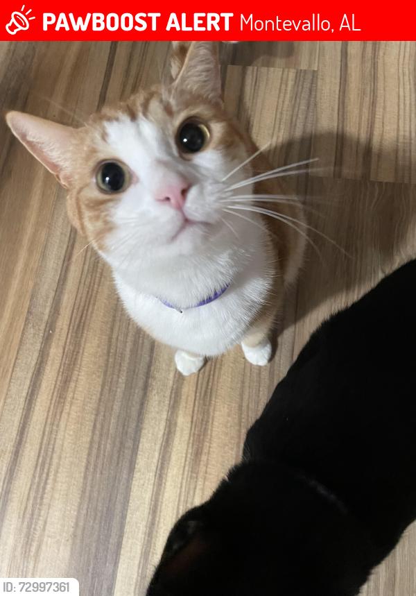 Lost Male Cat last seen In the hse., Montevallo, AL 35115
