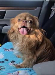 Lost Male Dog last seen Sunfield Court, Midlothian, VA 23112