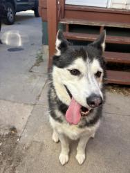 Reunited Female Dog last seen Lyons and beech , Fort Collins, CO 80521