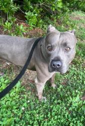 Shelter Stray Male Dog last seen Near N Bentalou st, 21216, MD, 301 Stockholm St, Baltimore, MD 21230, USA