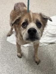 Shelter Stray Male Dog last seen Near Oldham St, 21224, MD, 301 Stockholm St, Baltimore, MD 21230, USA