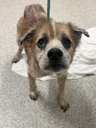 Shelter Stray Male Dog last seen Near Oldham St, 21224, MD, 301 Stockholm St, Baltimore, MD 21230, USA