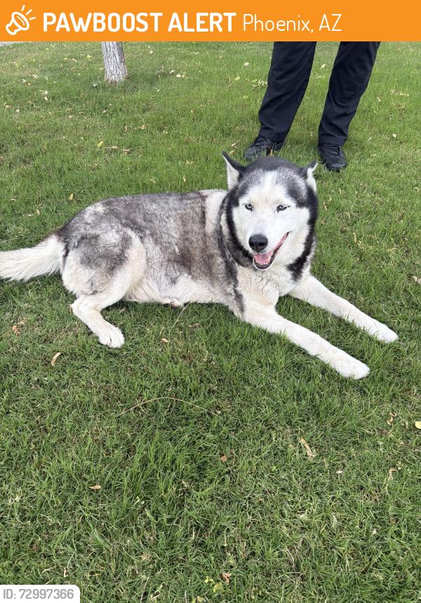 Found/Stray Male Dog last seen Baseline and 16th street, Phoenix, AZ 85042