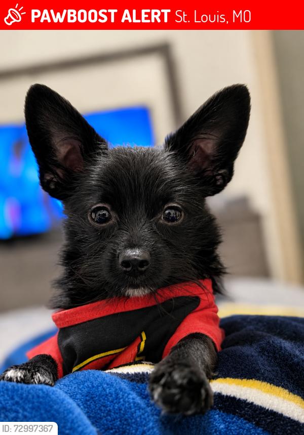 Lost Male Dog last seen Cross street , St. Louis, MO 63112