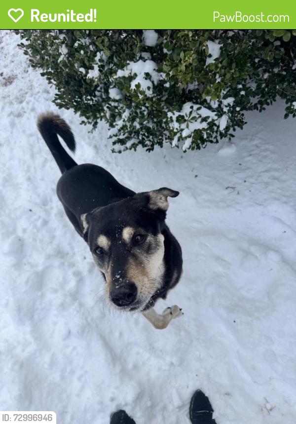 Reunited Female Dog last seen Near NW 112th Terr, Oklahoma City, Oklahoma 73162, Oklahoma City, OK 73162