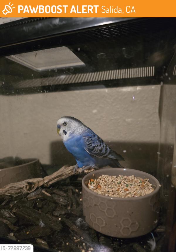 Found/Stray Male Bird last seen White Willow Rd, Salida, CA 95368