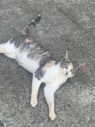 Found/Stray Female Cat last seen Summit Pointe Rd WS, Winston-Salem, NC 27105