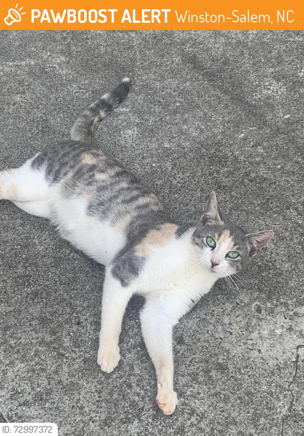 Found/Stray Female Cat last seen Summit Pointe Rd WS, Winston-Salem, NC 27105