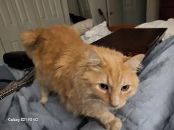 Lost Male Cat last seen Father Harley Blvd, Heritage apmts, Waters landing Dr, Germantown, MD 20874