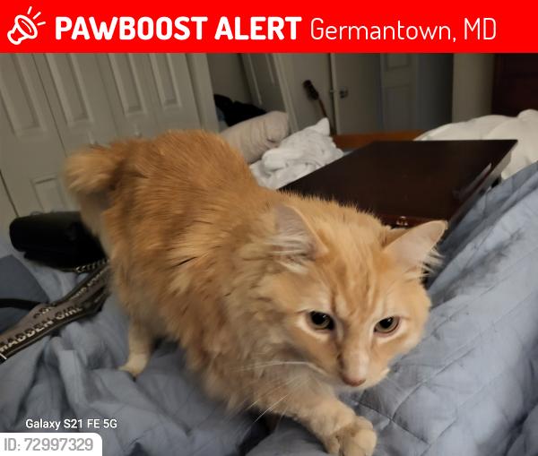Lost Male Cat last seen Father Harley Blvd, Heritage apmts, Waters landing Dr, Germantown, MD 20874