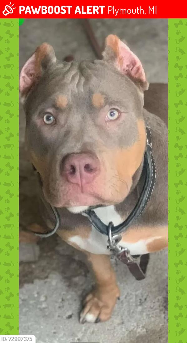Lost Male Dog last seen Near Weed Rd, Plymouth, MI 48170