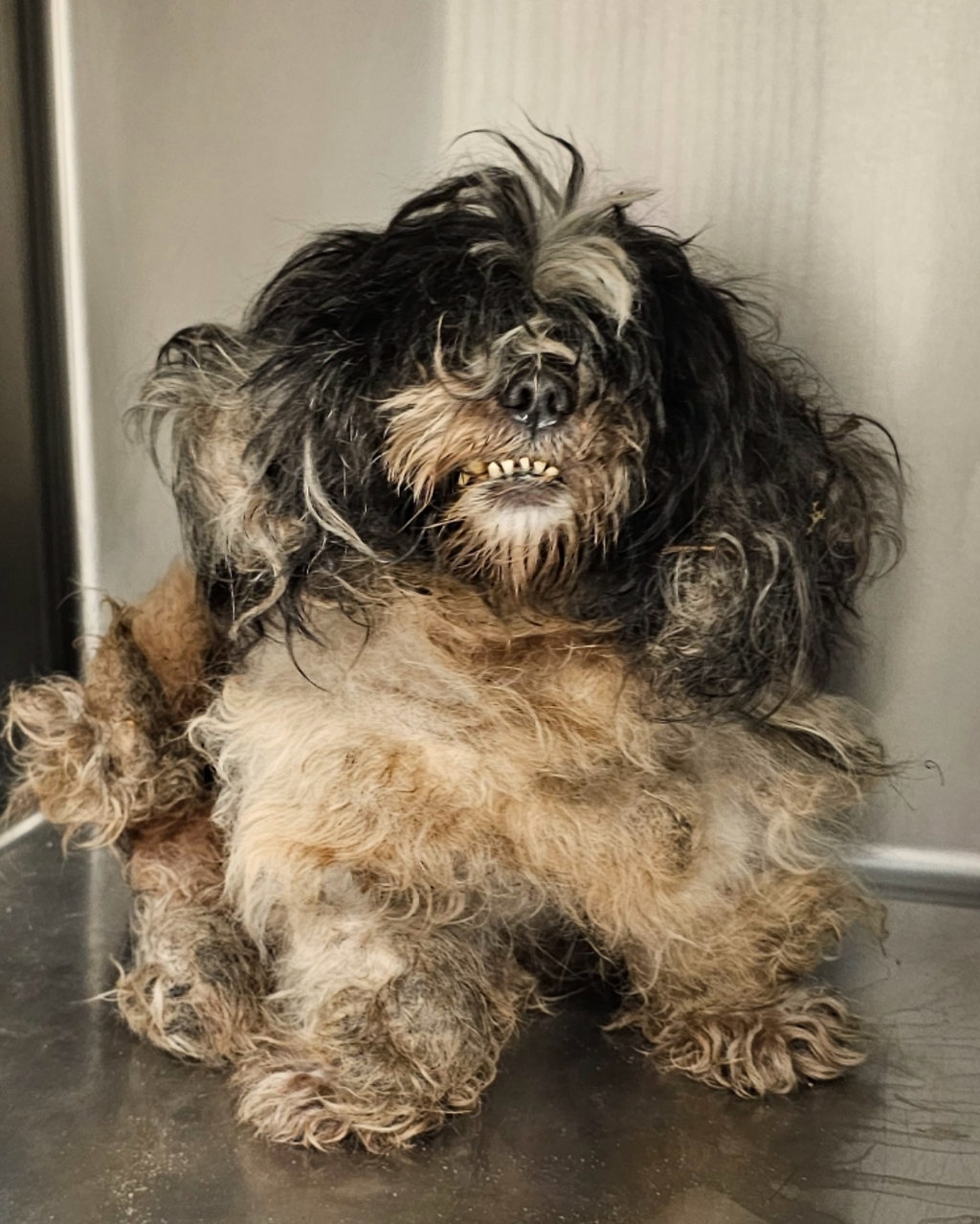 Shelter Stray Male Dog last seen Near Merriweaher Circle, RALEIGH, NC, 27616, 820 Beacon Lake Dr, Raleigh, NC 27610, USA