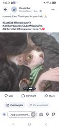 Lost Male Cat last seen Eastern Ave, Henderson, NV 89052