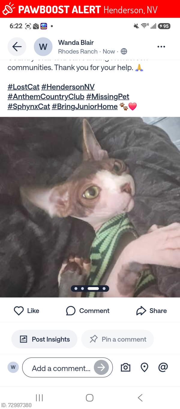 Lost Male Cat last seen Eastern Ave, Henderson, NV 89052