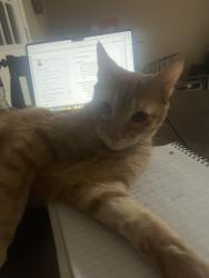 Reunited Male Cat last seen adora park, Fort Collins, CO 80525