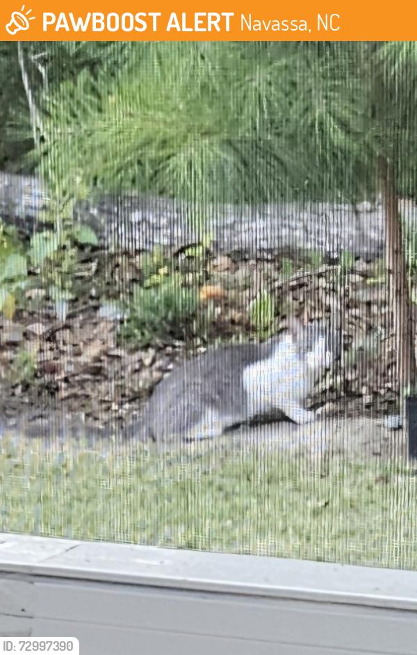 Found/Stray Unknown Cat last seen Julius dr/mount misery, Navassa, NC 28451