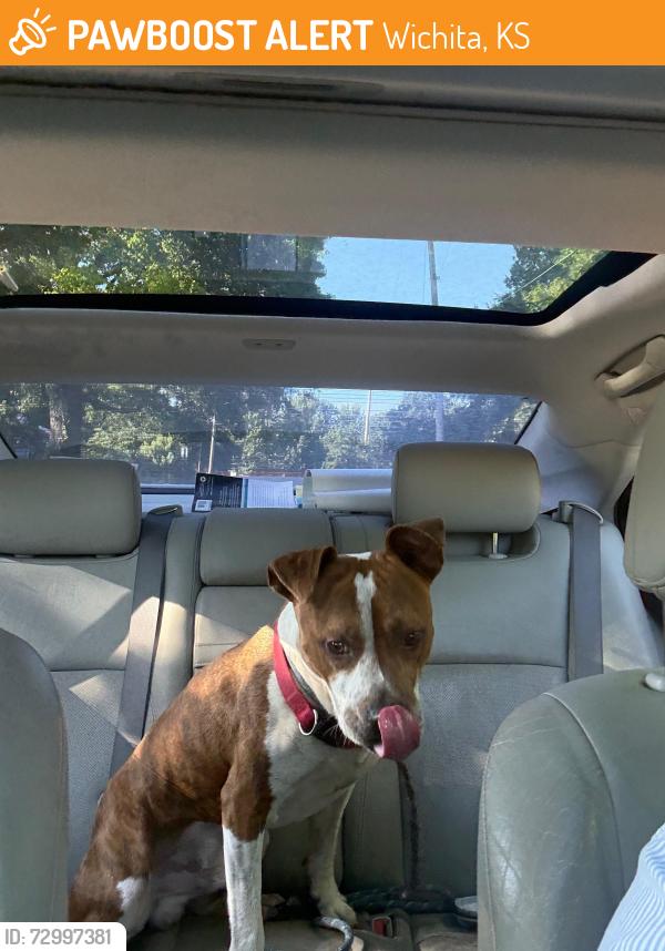Found/Stray Male Dog last seen Douglas & Clifton by Larcher’s, Wichita, KS 67208