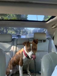 Found/Stray Male Dog last seen Douglas & Clifton by Larcher’s, Wichita, KS 67208