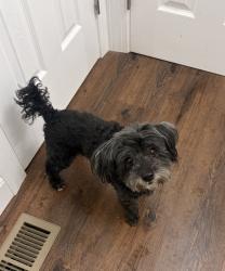 Reunited Male Dog last seen HCC Foodmart, Lillington, NC 27546