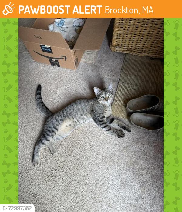 Found/Stray Male Cat last seen Angelone and Rockford Street near Torrey Street in Brockton, Brockton, MA 02301