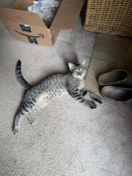 Found/Stray Male Cat last seen Angelone and Rockford Street near Torrey Street in Brockton, Brockton, MA 02301