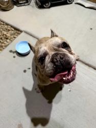 Reunited Male Dog last seen Pit neighborhood , Las Vegas, NV 89147