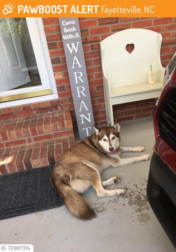 Found/Stray Female Dog last seen Drayton and Shannon, Fayetteville, NC 28303