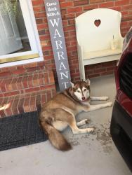Found/Stray Female Dog last seen Drayton and Shannon, Fayetteville, NC 28303