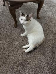 Lost Female Cat last seen Lone Oak and Hancock, Gallatin, TN 37066