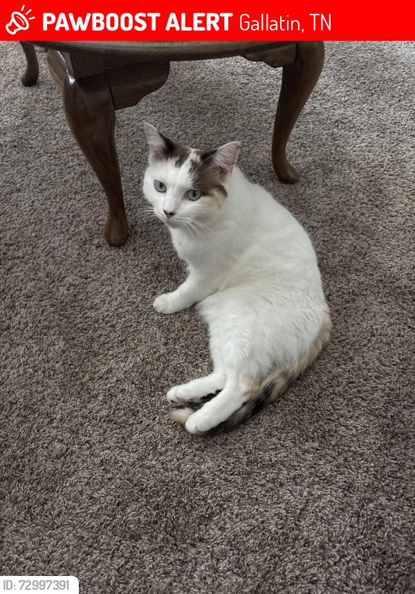 Lost Female Cat last seen Lone Oak and Hancock, Gallatin, TN 37066