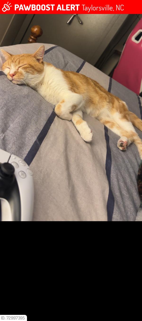 Lost Male Cat last seen Old wilkesboro rd taylorsville nc, Taylorsville, NC 28681