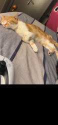 Lost Male Cat last seen Old wilkesboro rd taylorsville nc, Taylorsville, NC 28681
