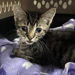 Shelter Stray Male Cat last seen , 328 Furman Hall Rd, Greenville, SC 29609, USA