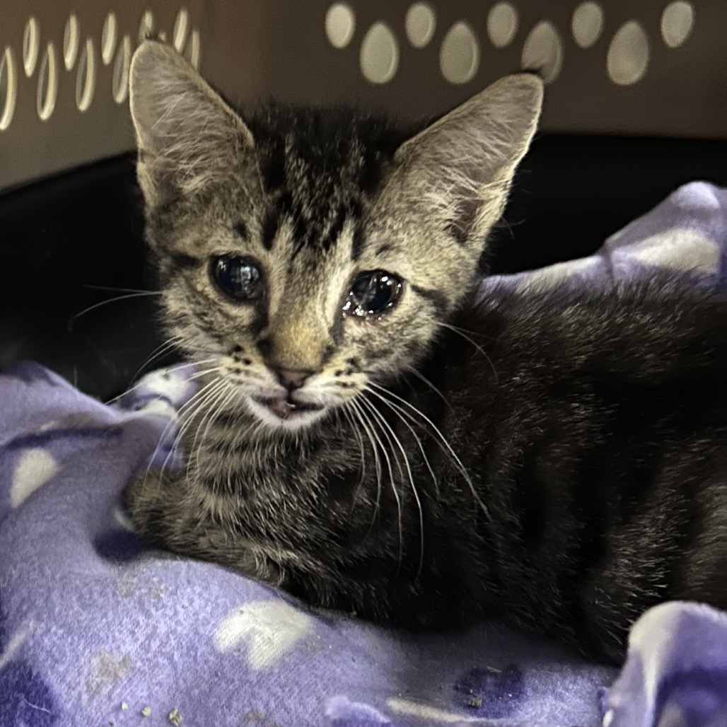 Shelter Stray Male Cat last seen , 328 Furman Hall Rd, Greenville, SC 29609, USA