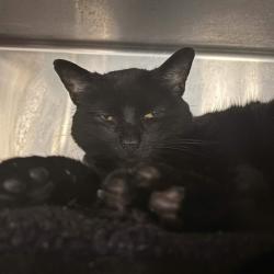 Shelter Stray Female Cat last seen , 328 Furman Hall Rd, Greenville, SC 29609, USA