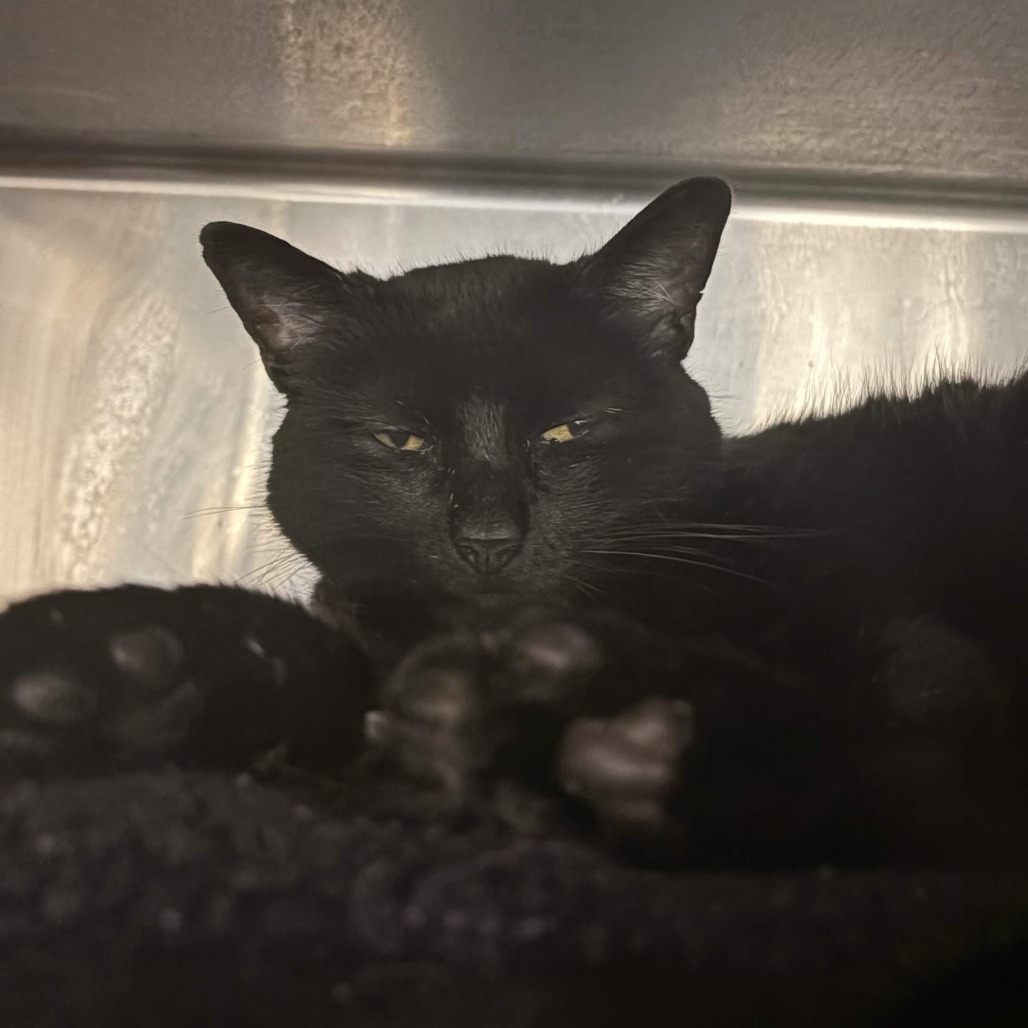 Shelter Stray Female Cat last seen , 328 Furman Hall Rd, Greenville, SC 29609, USA