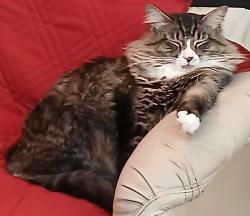 Lost Male Cat last seen Oakland Park Blcd, Lauderdale Lakes, FL 33311