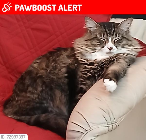 Lost Male Cat last seen Oakland Park Blcd, Lauderdale Lakes, FL 33311