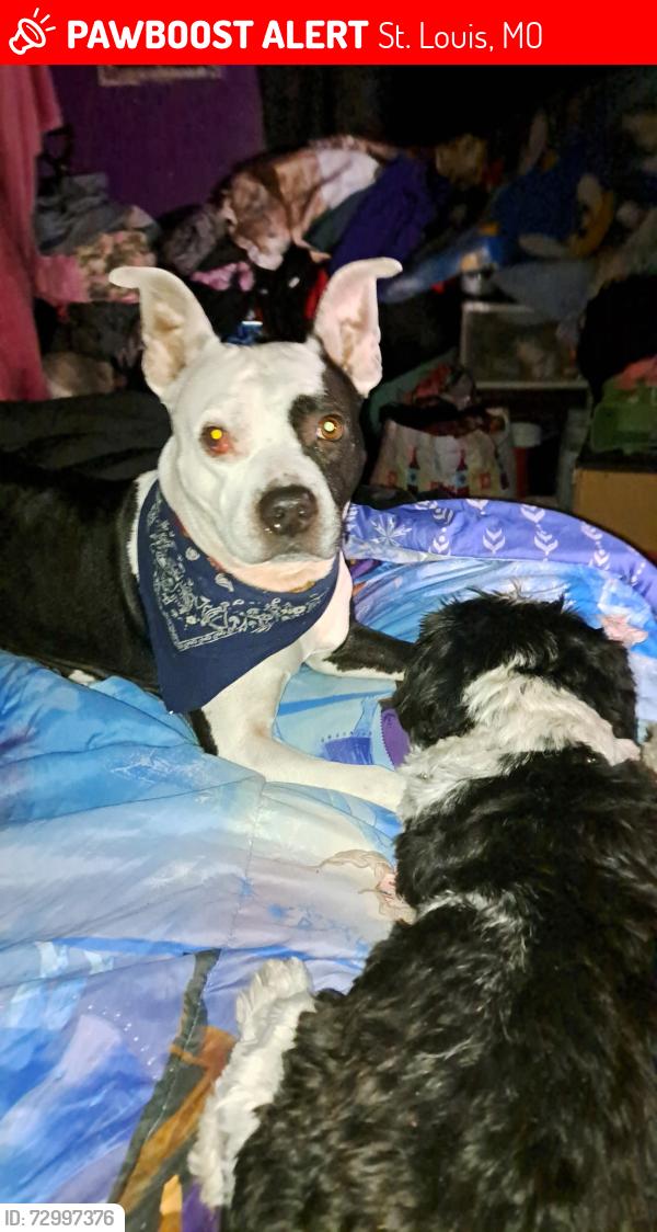 Lost Female Dog last seen Palm and nap north saint louis, St. Louis, MO 63107