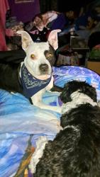 Lost Female Dog last seen Palm and nap north saint louis, St. Louis, MO 63107